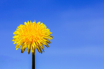 Close-up of yellow spring flower dandelion. Spring background