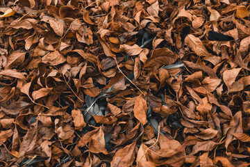 dry leaves and feathers