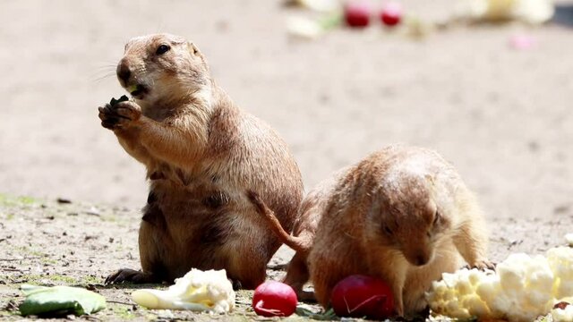 Prairie dogs eating vegetable Food, Cynomys
