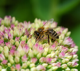 Bee on sedum flower blossoms