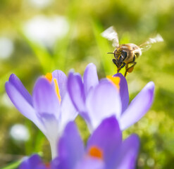 Bee flying to a purple crocus flower blossom