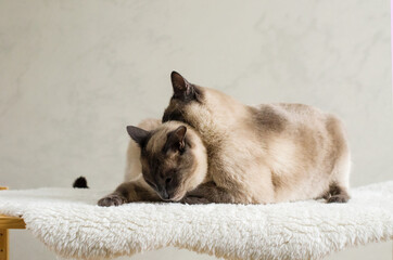 Two similar cats playing or fighting indoor, sibling cats, relationship between cats