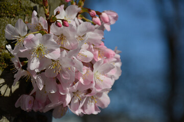 Tree Blossom