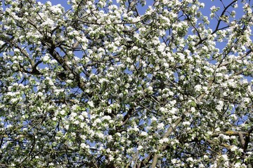 blossoming apple tree in spring