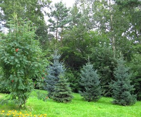 Young blue and green spruce, flowering rowan in the forest among old pines and birches in the background. A small glade with bright green grass and flowers on a warm summer day