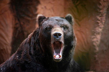 brown bear portrait