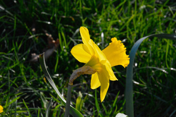 Obraz premium yellow daffodil flower