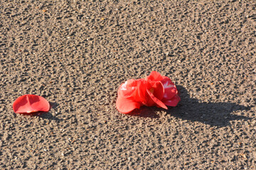 Fototapeta na wymiar red rose on dirt road