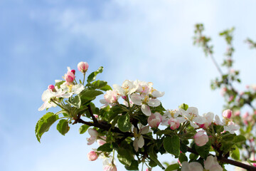 White flower blossoms with pink unopened bud adorn a crab apple tree branch in spring. Apple tree branch with flowers. Apple tree blooms. Spring flowers. Apple blossom in the sky.