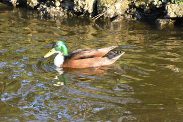 duck in the water