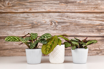 Three small tropical Maranta houseplants with exotic patterns in pots on white table