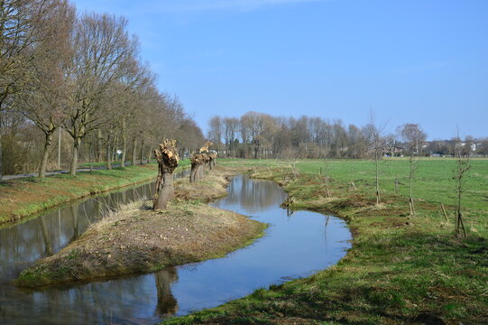 Landschaft mit Kopfweiden im Fr&uuml;hjahr