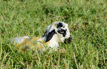 Obraz premium Newborn sheep in the field