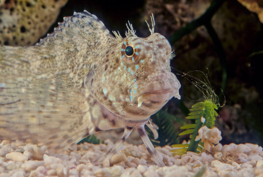 Salarias fasciatus (jewelled blenny) is a popular marine aquarium fish species in Australasia