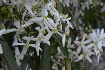 Honeysuckle