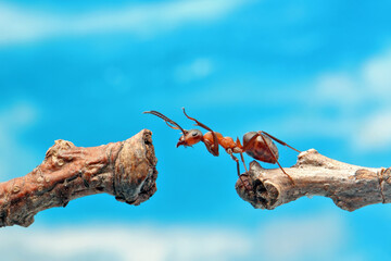An ant tries to move to another branch against the blue sky. In relation to the ant, even a very small twig looks like a thick log.