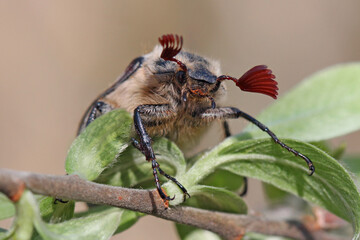 May chafer (Cockchafer, Melolontha) feed on the leaves of woody and shrubby vegetation.
The bugs...