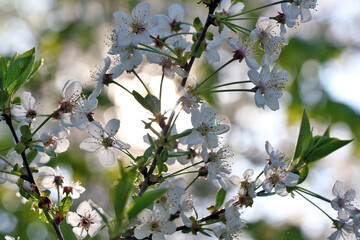 Branch of a flowering cherry tree in the morning. The sun's rays shine through the branches of cherry blossoms.