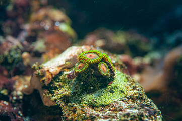 group of orange and green coral head