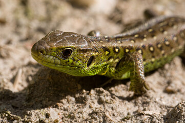 colorful lizard on a stone way
