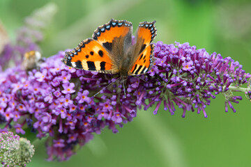 orange brown little fox butterfly