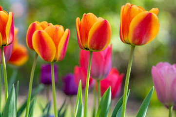 Amazing garden field with tulips of various bright rainbow color petals, beautiful bouquet of colors in sunlight daylight
