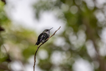 hummingbird on a branch