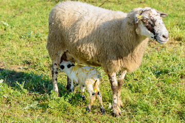 Naklejka na ściany i meble Newborn sheep in the field