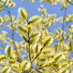 Pussy willow branches background, close-up. Willow twigs with catkins on blue. Square format.
