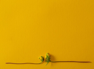 This is a postcard for Easter or Mother's Day. Small yellow flowers are on a yellow background.