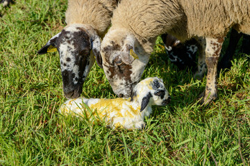 Newborn sheep in the field