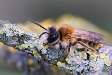 Closeup of a male White bellied mining bee , Andrena gravida.
