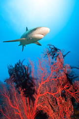 Underwater image of coral reef with shark.