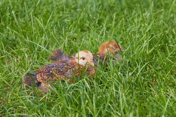 little chickens sitting in the grass,little chickens are resting in the grass