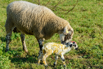 Obraz premium Newborn sheep in the field