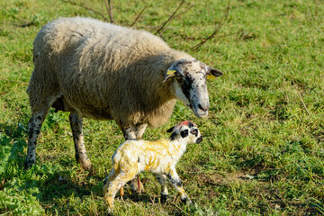 Fototapeta premium Newborn sheep in the field