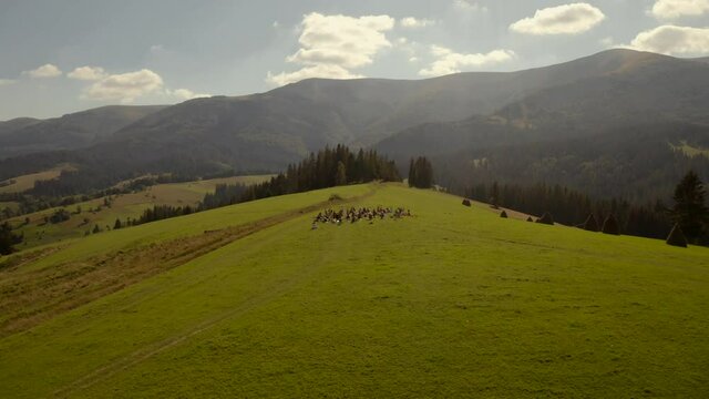 Carpathian mountains, Ukraine.  A group of people practice yoga on the top of a green hill.