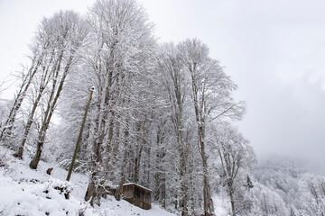 snow covered trees
