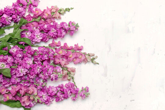 Purple matthiola flowers isolated on the white wall background. Top view. Copy space.