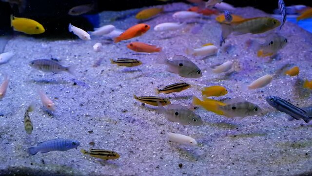 aggressive mbuna cichlids from African Rift lake Malawi, different color mix in community aquarium, beauty of nature, low light commercial sale pets