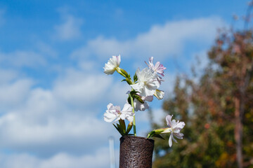 image of a small bouquet of wild flowers on a blurred background