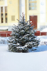 small green Christmas tree covered with snow, in the city park