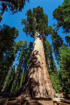 General Sherman Sequoia © Kushnirov Avraham