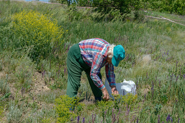 Aged woman bent over grass of wasteland to gather herbs.