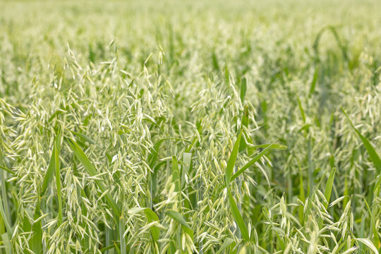Field of young green oats (lat. Avena sativa). Natural plant background for design on an agricultural topic. Shallow depth of field.