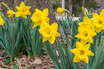 Yellow daffodil flowers blooming in early spring near tree