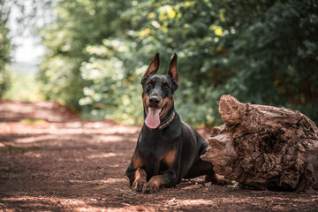 portrait of a doberman