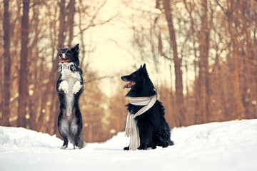Obraz premium Border collie dogs and belgian shepherd dog for a walk in the park in winter