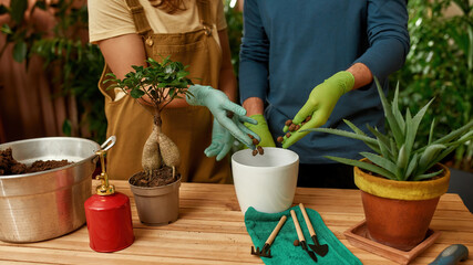 Cropped shot of young couple of gardeners standing near the table, pouring drainage into a pot while transplanting house plant together at home © Svitlana