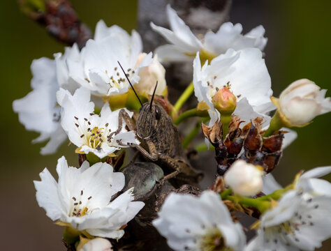 Flores de una pera con un saltamonte.